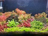 WEEK AQUA V600D Series WRGB Full spectrum planted aquarium light