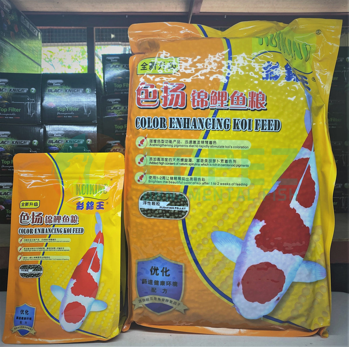 Koi King Color