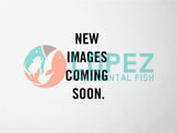 Hikari Fancy Goldfish Color