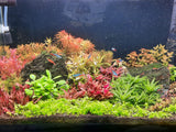 WEEK AQUA V450 Series WRGB Full spectrum planted aquarium light