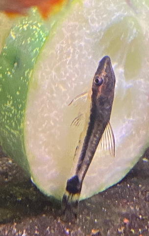 Otocinclus