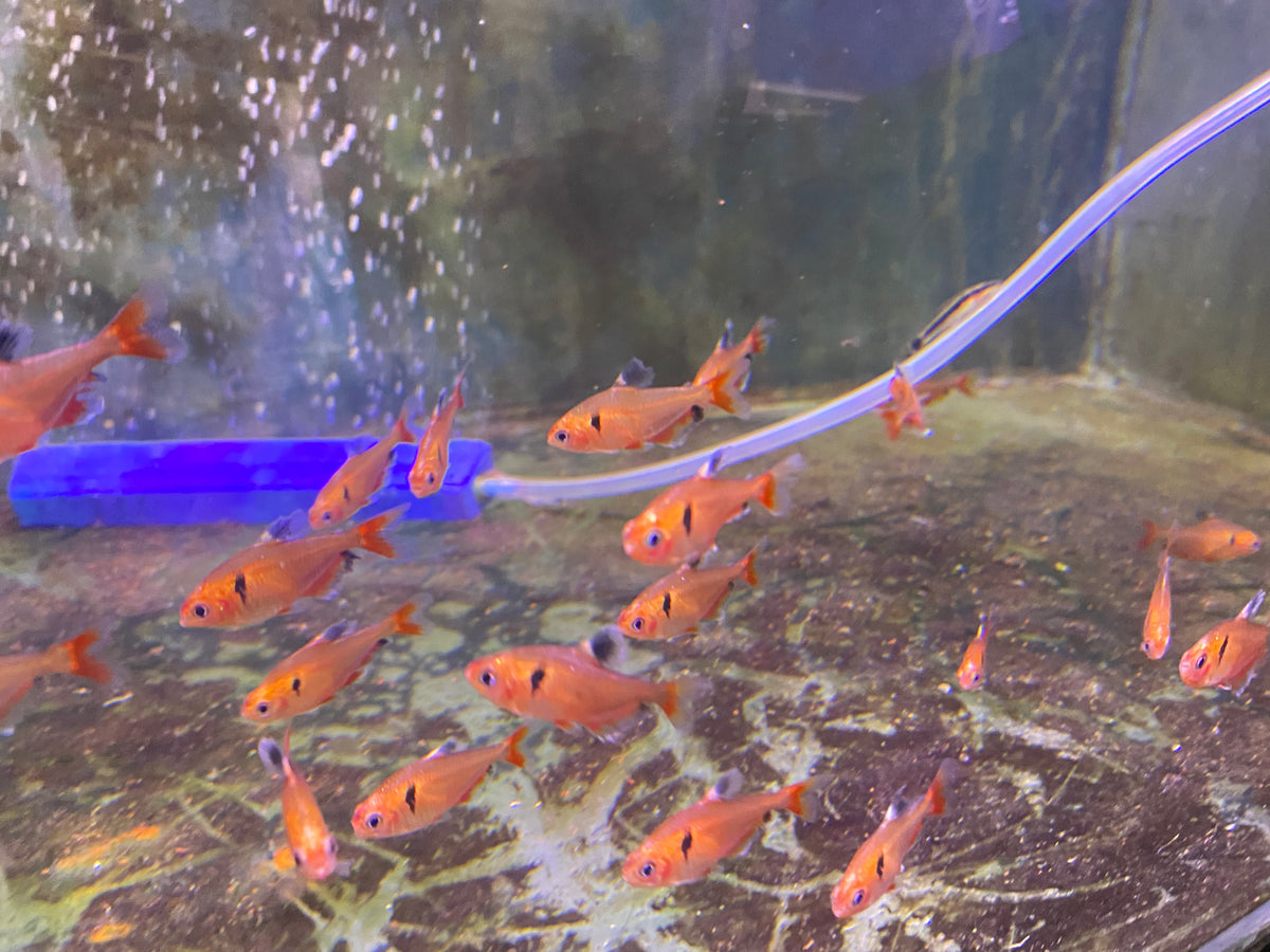 Serpae tetra – Lopez Ornamental Fish