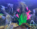 Angel Fish (4-5in)