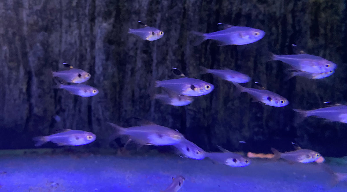 Red Phantom tetra – Lopez Ornamental Fish