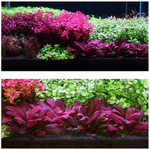 WEEK AQUA premium aquarium soil