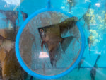 Double Dark Bulgarian Green Angelfish